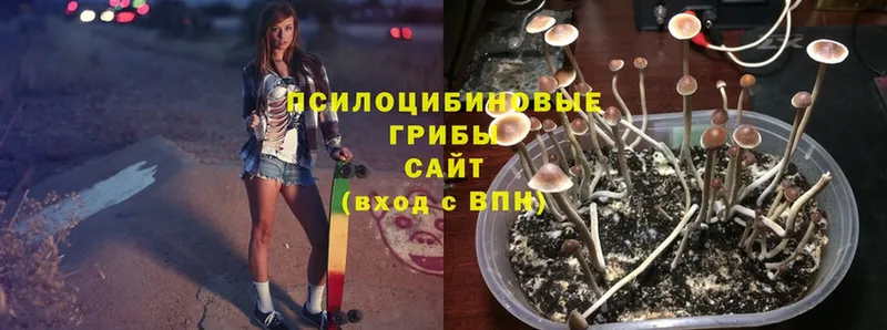 Псилоцибиновые грибы Psilocybe  Воскресенск 